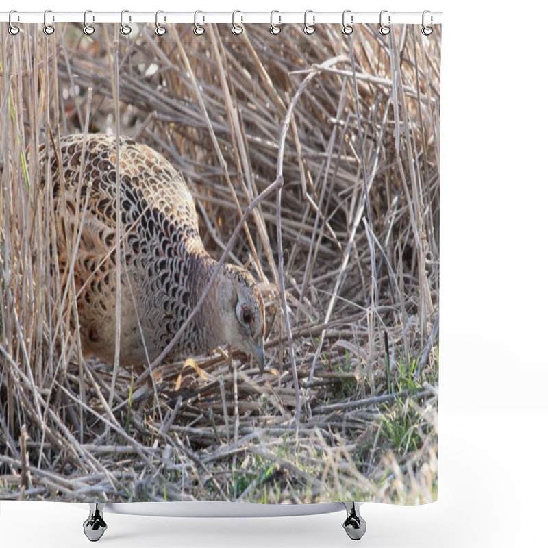 Personality  Foraging Hen Pheasant Shower Curtains