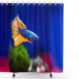 Personality  TheSiamese Fighting Fish(Betta Splendens), Also Known As Thebetta Shower Curtains
