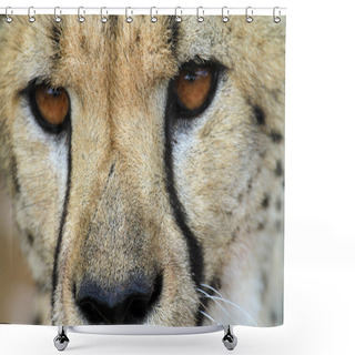 Personality  Cheetah - Gepard Shower Curtains