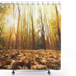 Personality  Autumn Forest On Sunny Day Shower Curtains