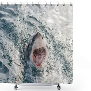Personality  Great White Shark With Open Mouth On The Surface Out Of The Water. Scientific Name: Carcharodon Carcharias.  South Africa, Shower Curtains