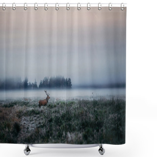 Personality  Red Deer With Antlers On Foggy Field The In Belarus. Shower Curtains