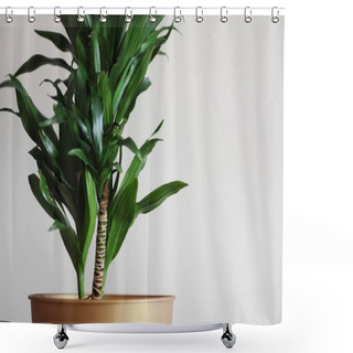 Personality  Close Up Of Dracaena Fragrans Home Plant. Minimal Style Design. Place For Text Shower Curtains