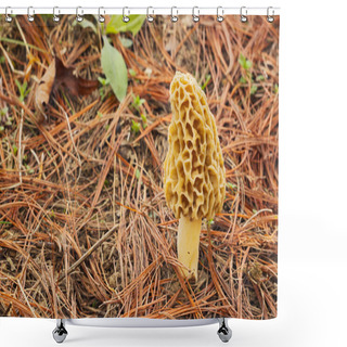 Personality  Morel Mushroom And Pine Needles Shower Curtains