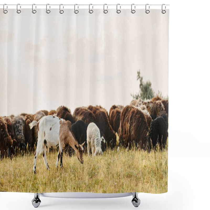 Personality  Huge Lively Cattle Of Cute Sheeps And Goats Grazing Fresh Weeds While In Scenic Spring Field Shower Curtains