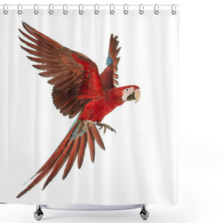 Personality  Green-winged Macaw, Ara Chloropterus, 1 Year Old, Flying In Front Of White Background Shower Curtains