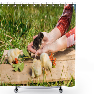 Personality  Partial View Of Female Farmer With Baby Chicks And Rowan On Wooden Board Outdoors Shower Curtains