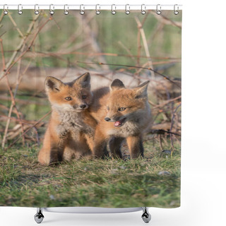 Personality  Cute Red Foxes Together Captured At Park Shower Curtains