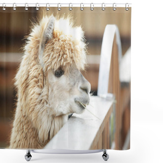 Personality  Cute Funny Alpaca Shower Curtains