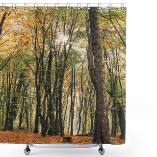 Personality  Sunshine Through Branches Of Tall Trees In Autumn Forest  Shower Curtains