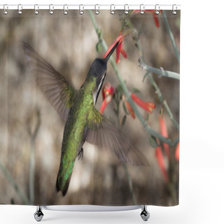 Personality  Black-chinned Hummingbird Shower Curtains