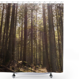 Personality  Sunlight On Mossy Glade In Spruce Forest  Shower Curtains