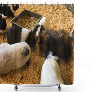 Personality  Cute Guinea Pigs Of Different Breeds Eat Shower Curtains