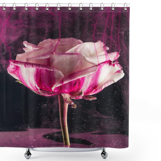 Personality  Close-up View Of Beautiful White Rose Flower And Bright Pink Ink On Black  Shower Curtains