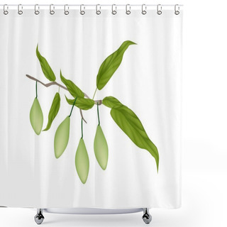 Personality  Delicious Fresh Chebulic Myrobalans On A Branch Shower Curtains