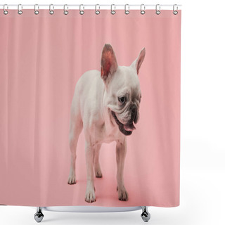 Personality  White French Bulldog With Dark Nouse And Mouth On Pink Background Shower Curtains
