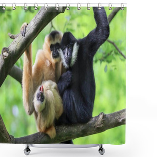 Personality  Yellow Cheeked Gibbons On Background Shower Curtains