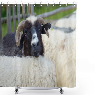 Personality  Portrait Of A Sheep Shower Curtains