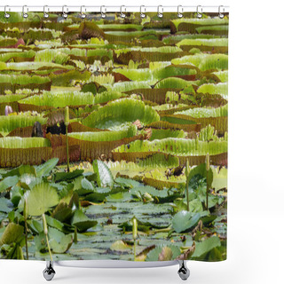 Personality  World Famous Pond With Giant Water Lilies In The Botanical Garden Of Pampelmousses, Mauritius Island Shower Curtains