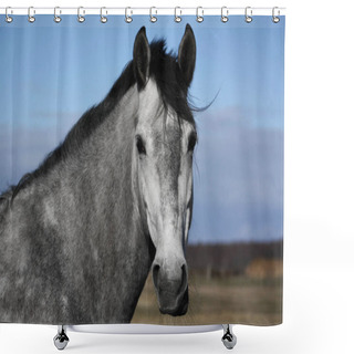 Personality  Portrait Of A Funny And Cute Grey Andalusian Horse. Shower Curtains