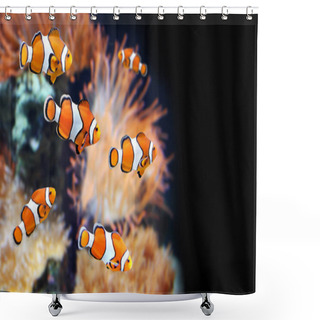 Personality  Sea Anemone And Clown Fish Shower Curtains