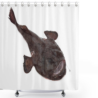 Personality  Monkfish, Lophius Piscatorius, Fresh Fish Against White Background   Shower Curtains