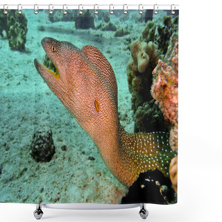 Personality  Yellowmouth Moray Eel, Red Sea, Egypt Shower Curtains