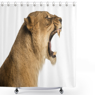 Personality  Close-up Of A Lioness Roaring Profile, Panthera Leo, 10 Years Ol Shower Curtains
