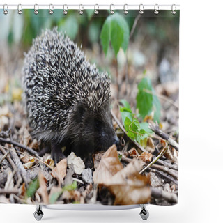 Personality  Little Lonely Hedgehog In The Forest. Sharp Spiny Hedgehog Thorns, In Green Forest Grass Young Hedgehog In Spring Forest Among Anemones, Height Of Spring. Common Hedgehog Erinaceus Europeus And European Wood Anemone Anemone Nemorosa Shower Curtains