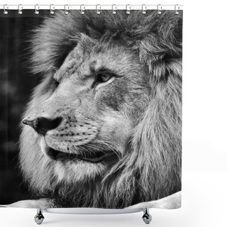 Personality  High Contrast Black And White Of A Powerful Male Lion Face Shower Curtains