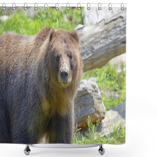 Personality  Grizzly Bear - Isolated Shower Curtains