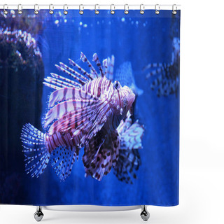 Personality  Lion Fish Swimming Underwater Aquarium / Pterois Volitans Shower Curtains