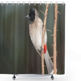 Personality  Red-vented Bulbul Pycnonotus Cafer On A Branch. Shower Curtains