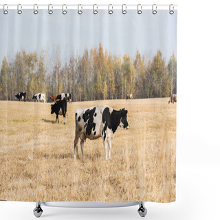Personality  Selective Focus Of Herd Of Cows Standing In Pasture Against Blue Sky  Shower Curtains