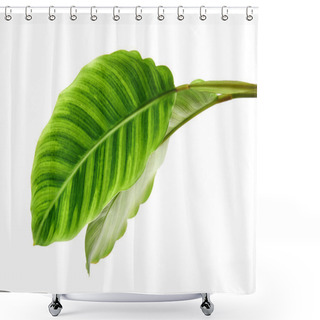 Personality  Calathea Zebrina Foliage Or Zebra Plant, Exotic Tropical Leaf, Isolated On White Background With Clipping Path                                Shower Curtains