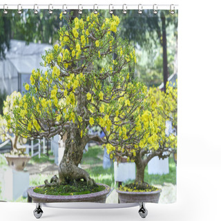 Personality  Apricot Bonsai Tree Blooming In Spring  Shower Curtains