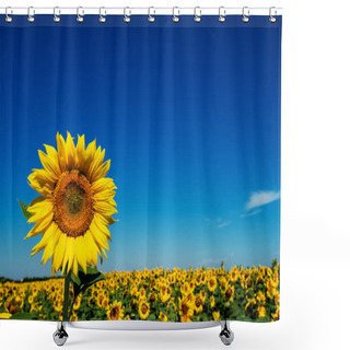 Personality  Sunflowers Blooming In Rural Field Against Blue Sky Shower Curtains