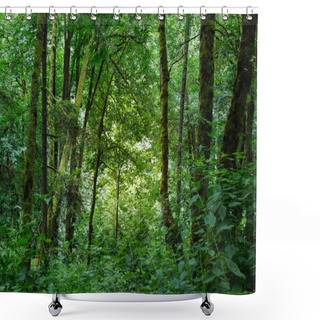 Personality  Bright Sunlight Through Forest Shower Curtains