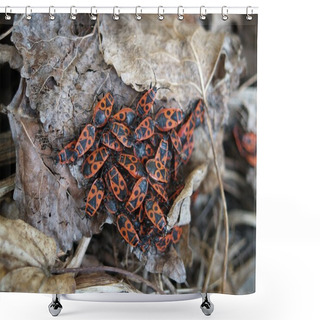 Personality  Fire Bugs Shower Curtains