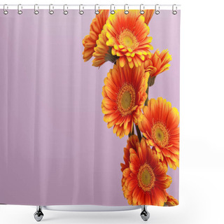 Personality  Orange Gerbera Flowers On Violet Background With Copy Space Shower Curtains