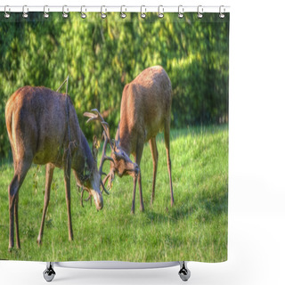 Personality  Red Deer Stags Antler Fighting To Determine Male Dominance Durin Shower Curtains
