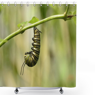 Personality  Monarch Caterpillar Preparing For Chrysalis Formation Shower Curtains