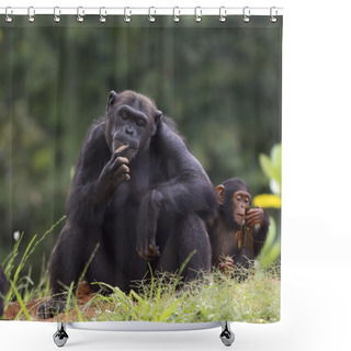 Personality  Chimpanzee Shower Curtains
