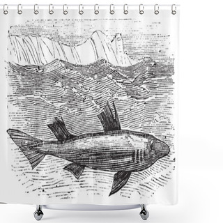 Personality  Spiny Dogfish, Spurdog, Mud Shark, Piked Dogfish Or Squallus Aca Shower Curtains