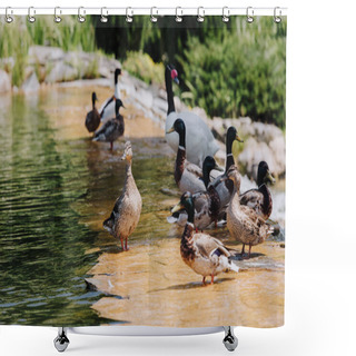 Personality  Selective Focus Of Flock Of Ducks And Swan On Shallow Water Shower Curtains