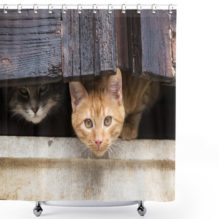 Personality  Cats On The Window Shower Curtains