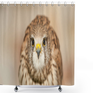 Personality  Common Kestrel With Closed Beak Closed Wings Background Light Earth Colors Shower Curtains