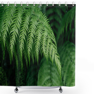 Personality  Lush Green Fern Leaves In Forest, The Intricate Details And Patterns Of Lush Green Fern Leaves Shower Curtains