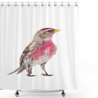 Personality  Male Common Redpoll Shower Curtains