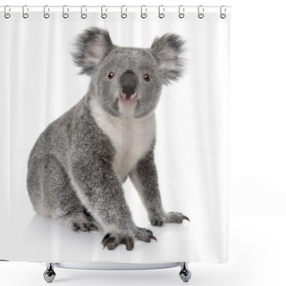 Personality  Young Koala, Phascolarctos Cinereus, 14 Months Old, In Front Of White Background Shower Curtains